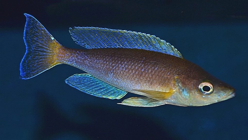 Cyprichromis coloratus
